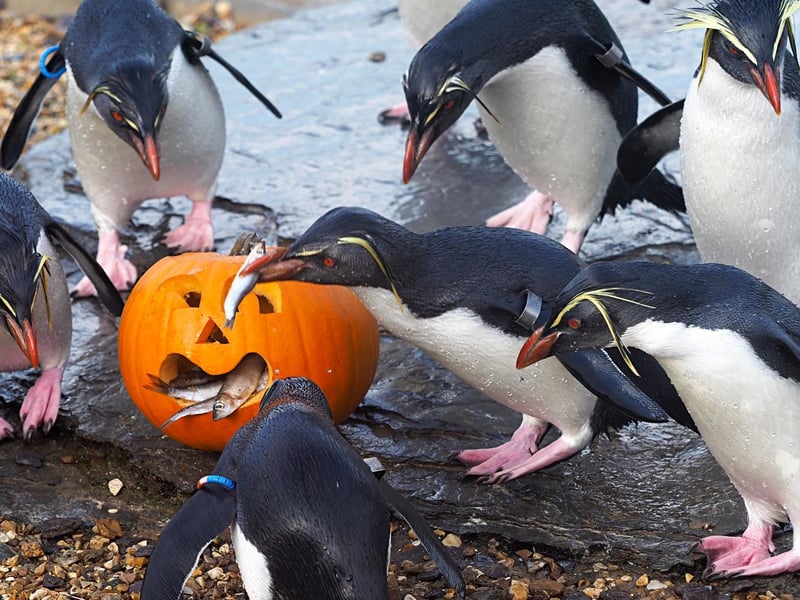 ZSL Whipsnade Zoo'S Northern rockhopper penguins also enjoyed their fishy snacks (C) ZSL
