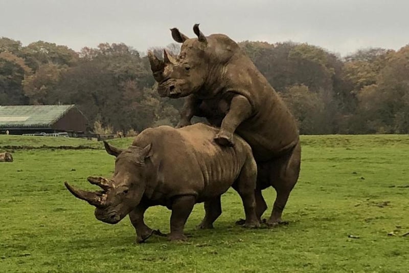 During the UK’s second lockdown, keepers introduced southern white rhino Jaseera to 32-year- old Sizzle as part of the EEP conservation breeding programme (C) ZSL
