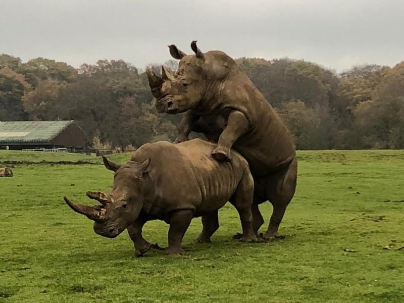 During the UK’s second lockdown, keepers introduced southern white rhino Jaseera to 32-year- old Sizzle as part of the EEP conservation breeding programme (C) ZSL