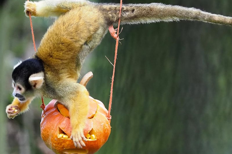 Autumn came and Pumpkin the aptly-named squirrel monkey enjoyed veggie treats from keepers at ZSL Whipsnade Zoo (C) ZSL