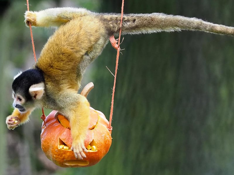 Autumn came and Pumpkin the aptly-named squirrel monkey enjoyed veggie treats from keepers at ZSL Whipsnade Zoo (C) ZSL