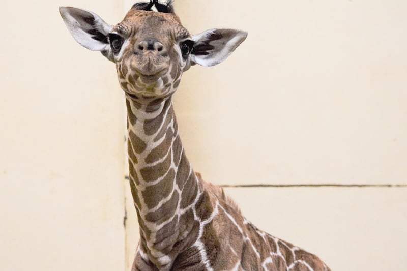 While the first COVID-19 vaccine was given to 90-year-old Margaret Keenan, giraffe Luna gave birth to a calf, which keepers named Margaret in recognition of the poignant date. (C) ZSL