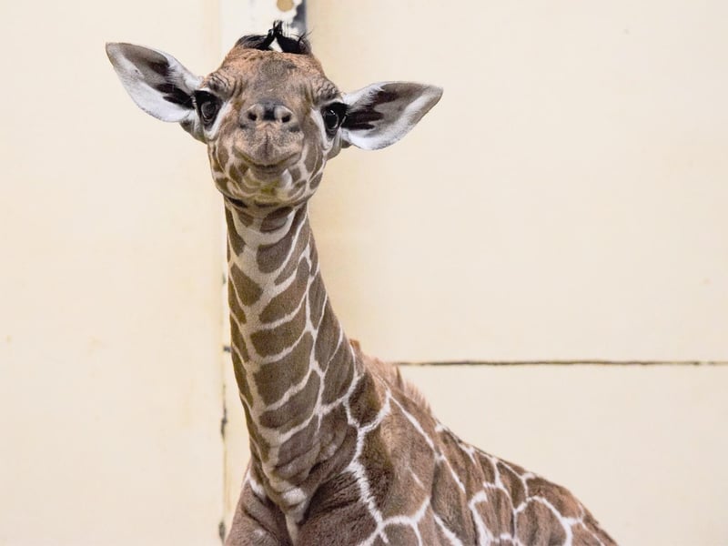While the first COVID-19 vaccine was given to 90-year-old Margaret Keenan, giraffe Luna gave birth to a calf, which keepers named Margaret in recognition of the poignant date. (C) ZSL