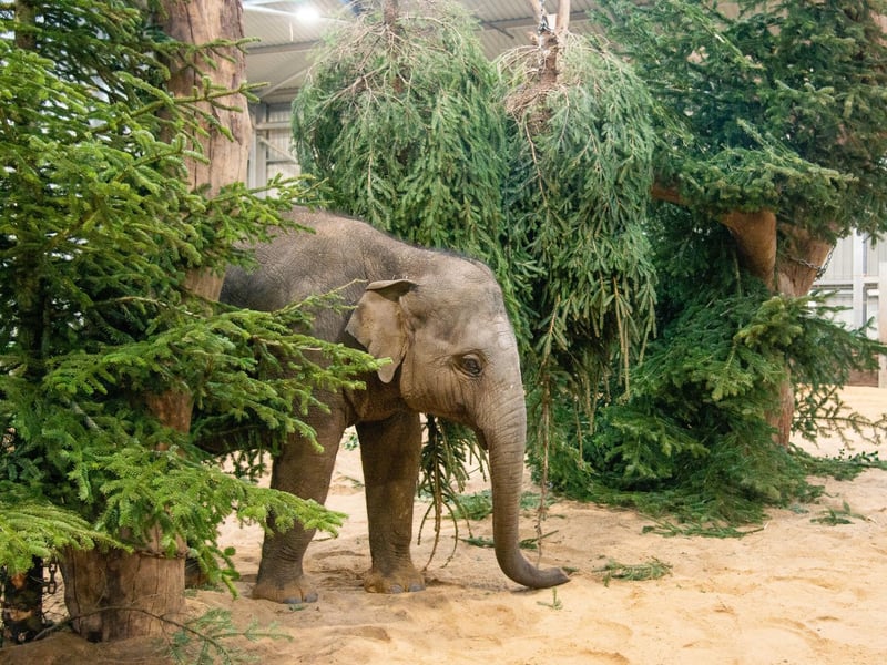 Young Elizabeth and her herd of endangered Asian elephants enjoy a winter wonderland of Christmas trees created by keepers at ZSL Whipsnade Zoo (C) ZSL