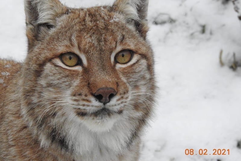A Eurasian lynx. ZSL Whipsnade Zoo re-opened on New Year’s Day only to be told it must close again on 4 January, placing further financial hardship on the conservation charity. (C) ZSL