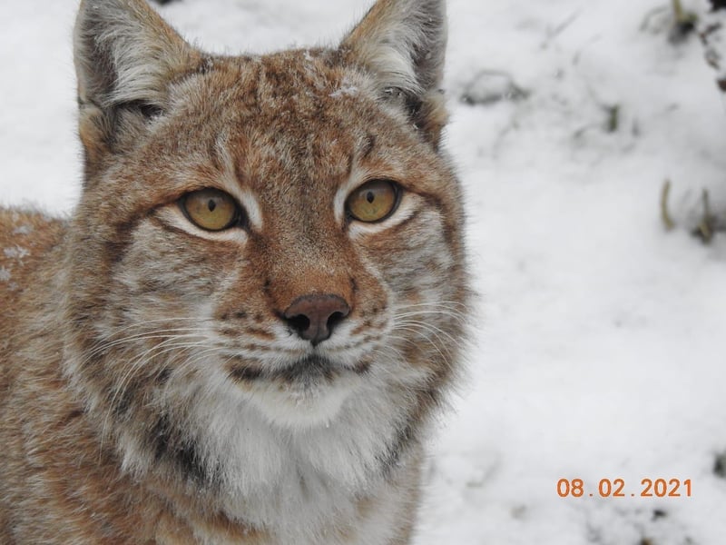 A Eurasian lynx. ZSL Whipsnade Zoo re-opened on New Year’s Day only to be told it must close again on 4 January, placing further financial hardship on the conservation charity. (C) ZSL