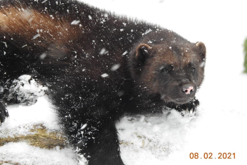 An endangered wolverine enjoys heavy snowfall at ZSL Whipsnade Zoo in February 2021 (C) ZSL