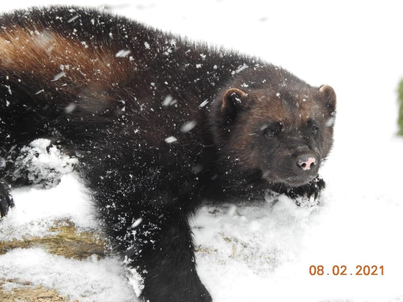 An endangered wolverine enjoys heavy snowfall at ZSL Whipsnade Zoo in February 2021 (C) ZSL