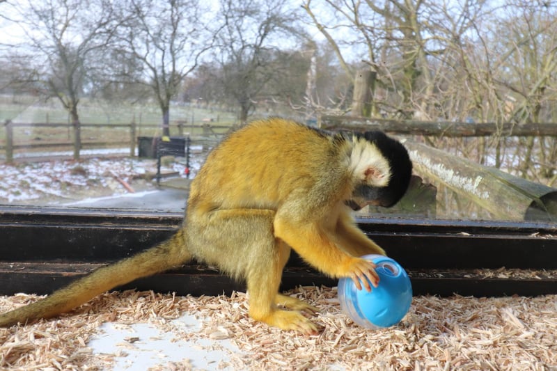 A squirrel monkey plays with a toy donated by a supporter using ZSL Whipsnade Zoo’s Amazon wishlist. (C) ZSL