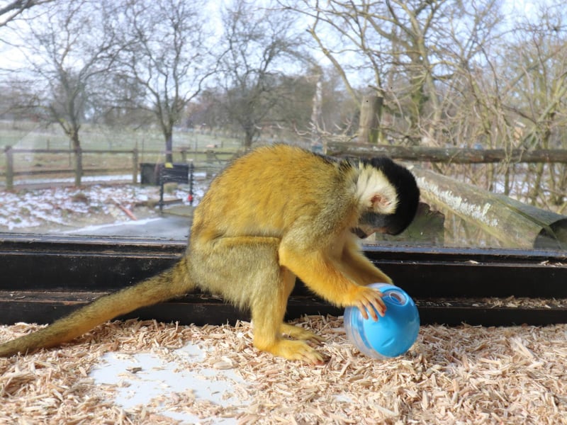 A squirrel monkey plays with a toy donated by a supporter using ZSL Whipsnade Zoo’s Amazon wishlist. (C) ZSL