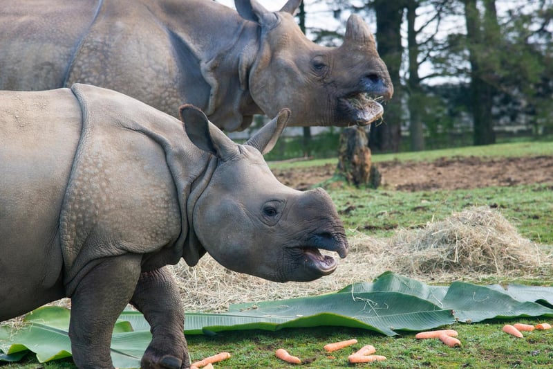 In December, the Zoo opened for just 18 days before it was forced to close once again Pictured, Greater one-horned rhino Zhiwa and her mum at ZSL Whipsnade Zoo. (C) ZSL