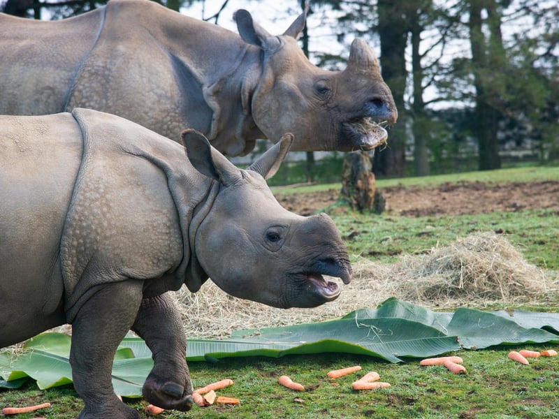 In December, the Zoo opened for just 18 days before it was forced to close once again Pictured, Greater one-horned rhino Zhiwa and her mum at ZSL Whipsnade Zoo. (C) ZSL