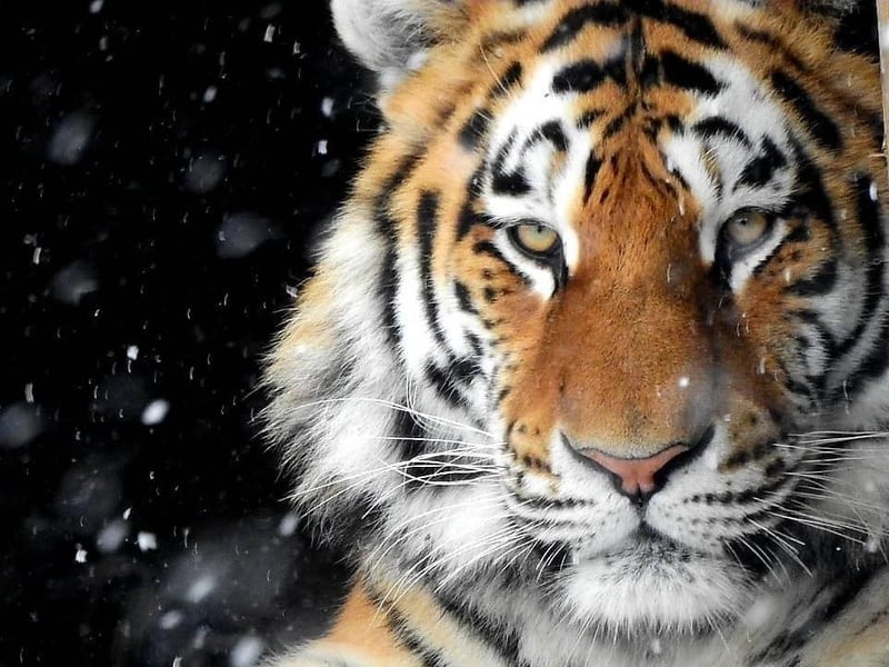 As government guidance prevents it opening before April 12, the conservation charity is asking supporters to donate at zsl.org or visit as soon as it’s able to welcome guests. (C) ZSL
