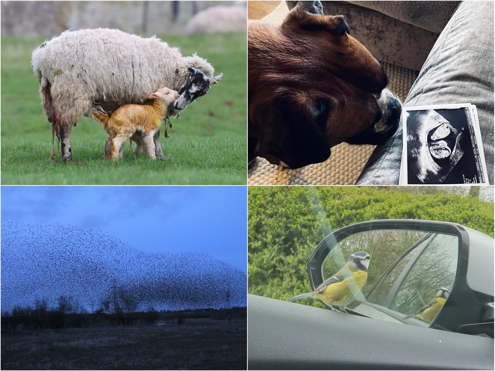 Readers shared their favourite pictures they took in Northamptonshire this week.