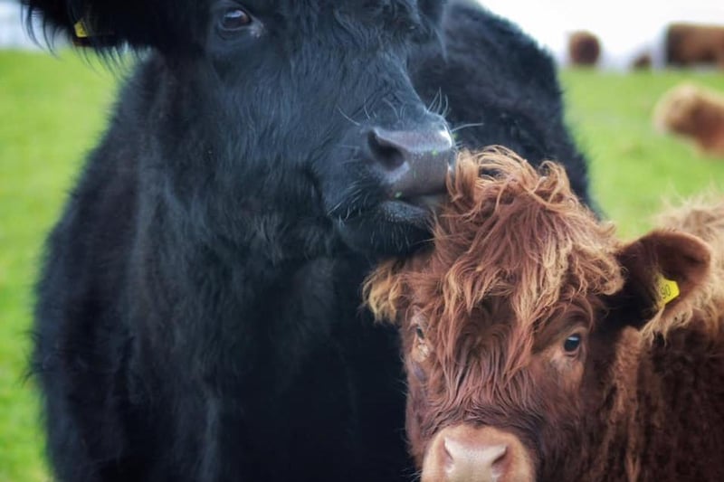 Mother and calf highland cows - photographed in Mears Ashby, Northamptonshire.