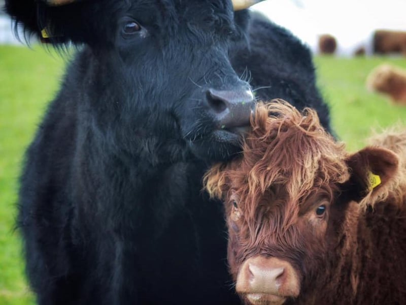 Mother and calf highland cows - photographed in Mears Ashby, Northamptonshire.