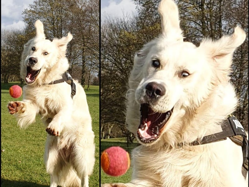 "Reggie the retriever, retrieving!"