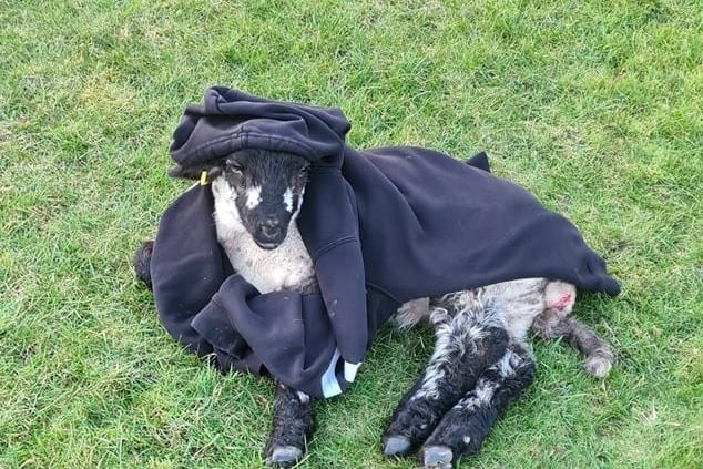 This poor little lamb got caught in an electric fence and injured his leg. Fortunately, Tracy's son came along and wrapped up the lamb in his favourite hoodie after saving it. Speedy recovery, little one!