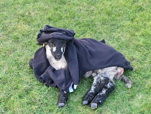 This poor little lamb got caught in an electric fence and injured his leg. Fortunately, Tracy's son came along and wrapped up the lamb in his favourite hoodie after saving it. Speedy recovery, little one!