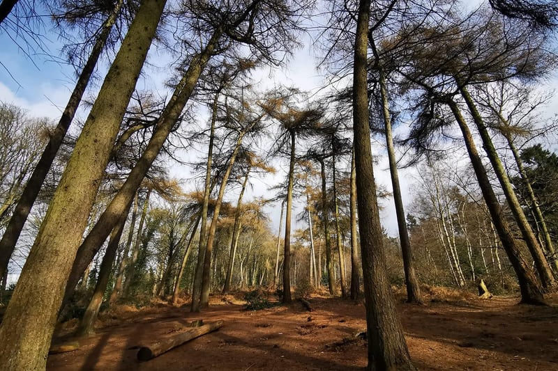 A stunning picture of Lings Woods.