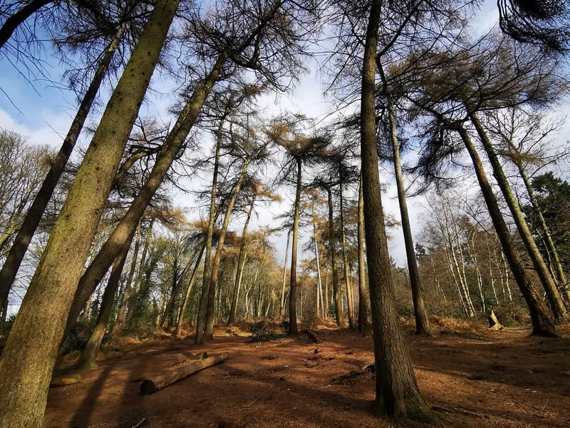 A stunning picture of Lings Woods.