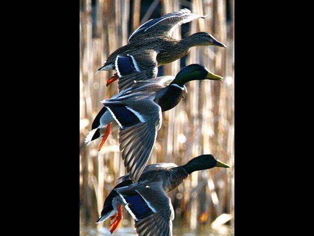 David Gautrey photographed these ducks flying in unison over a lake in Billing!