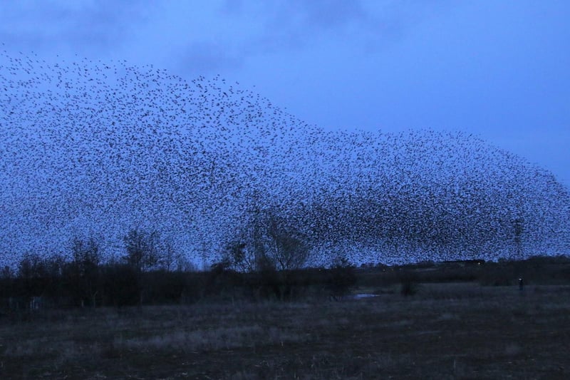 Local starling murmuration, captured by Brian Cheney.