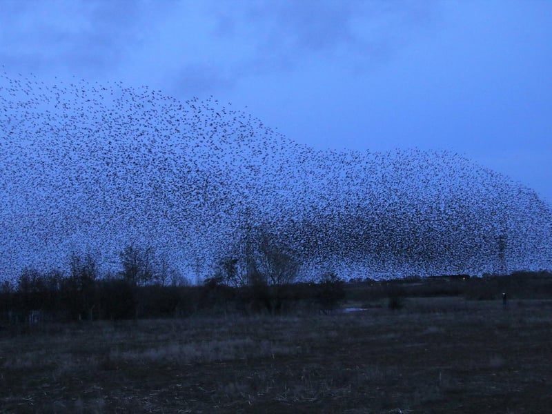 Local starling murmuration, captured by Brian Cheney.