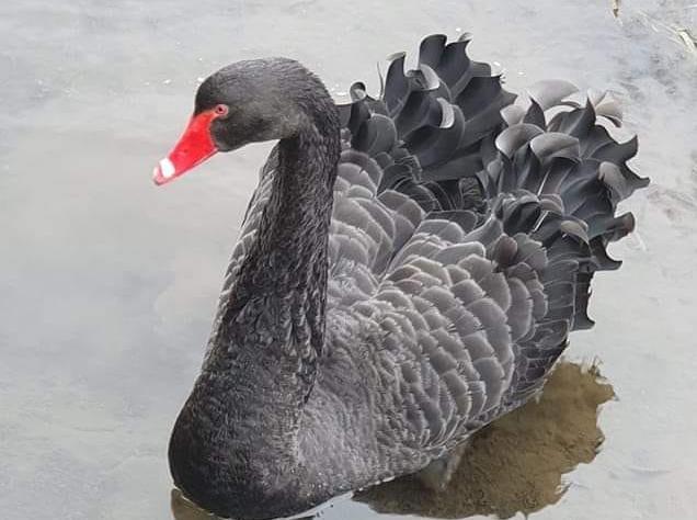 An elegant rare black swan, photographed by Deborah Robb.