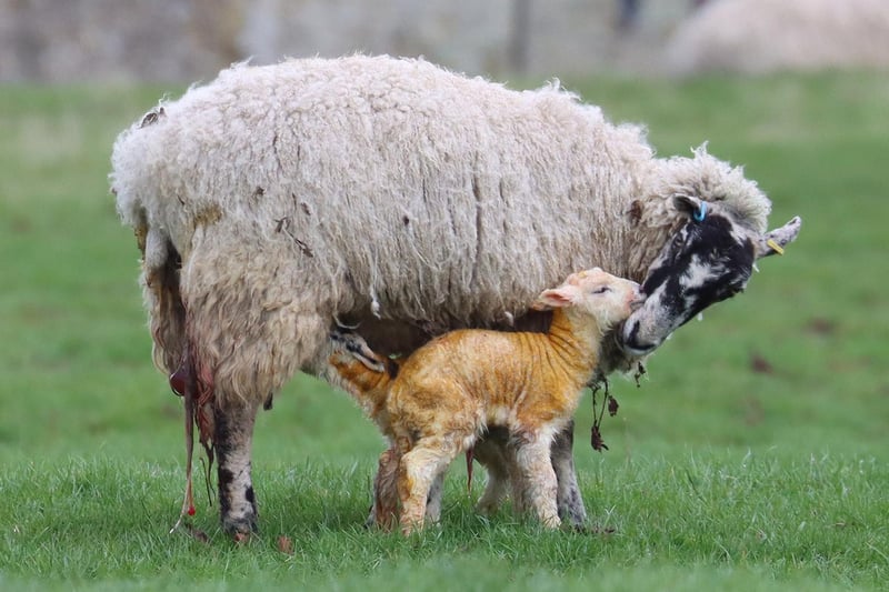 The magical moment after a lamb had just been born - captured by Sophie Rowell.