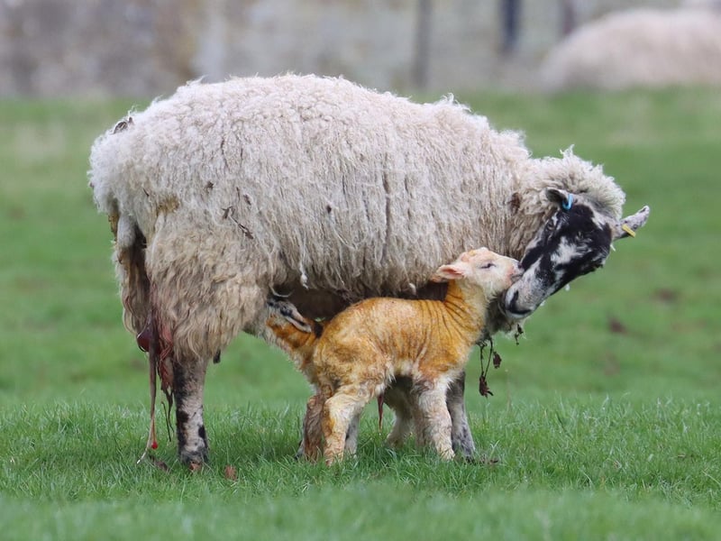 The magical moment after a lamb had just been born - captured by Sophie Rowell.