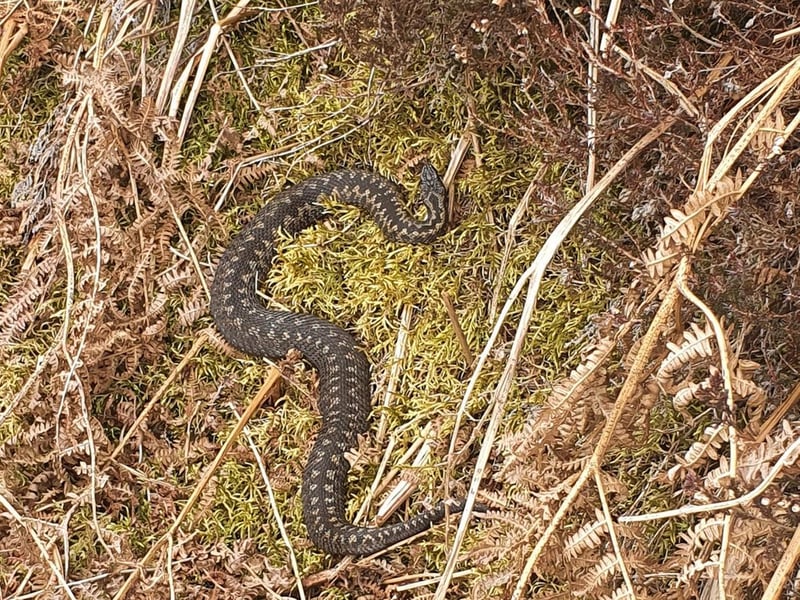 A grass snake photographed by Dave Richardson.