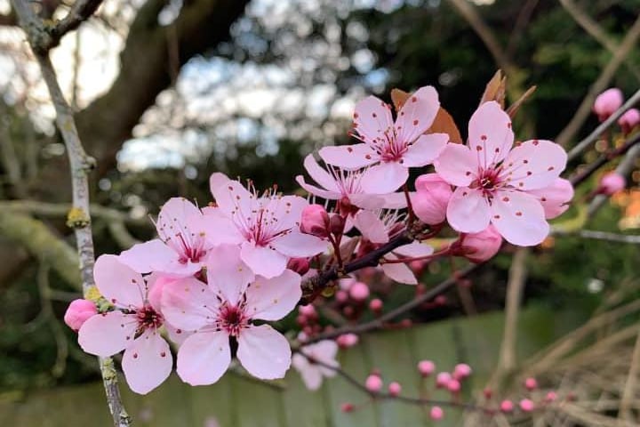 "Pretty pink blossom in my garden!"