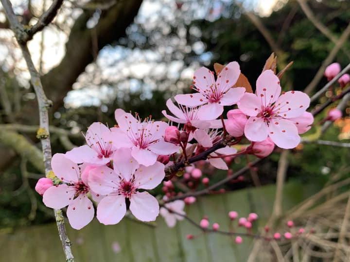 "Pretty pink blossom in my garden!"