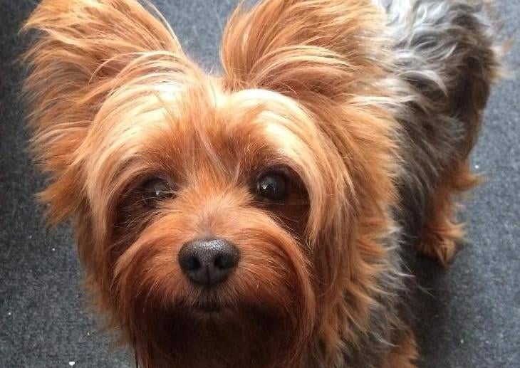 Toby is a loving 7 year old Yorkshire Terrier looking for his forever home.
He is a sweet boy, who loves company and cuddles and would be a lovely part of a family. Toby is very affectionate and adores being around people.  He likes his walks and is good on the lead. He loves playtime and his toys,especially a tennis ball. He would love a home with a spacious garden for him to play in.