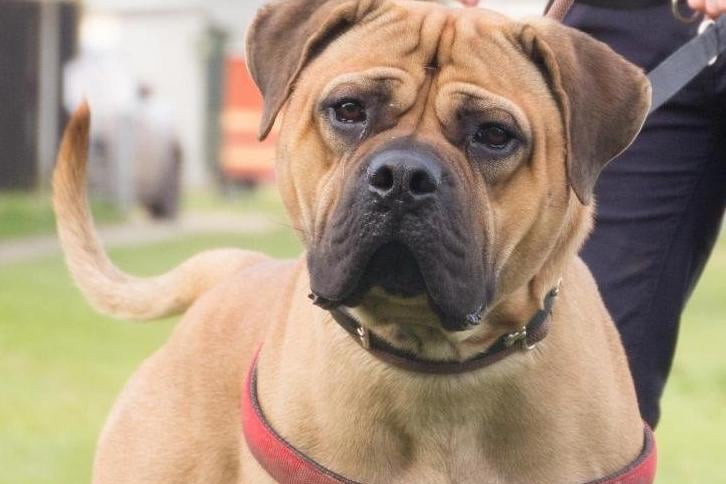 Say hello to Danaher's big friendly giant Joey! Joey originally arrived into our care after his owner sadly passed away. Joey is a great, friendly dog and full of character and love to give. He is a large breed with typical Bullmastiff traits so large breed experience is essential.