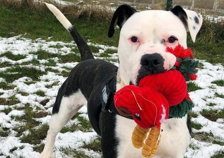 Eric arrived into our care through no fault of his own after his owner moved aboard for work purposes. If you are looking for a loving and loyal companion then Eric is the boy for you! He loves nothing more than your company and his toys! He will happily sit with you for a stroke whilst he chews his toys, he loves to interact in fetch of tug, his favourite toys are footballs, balls and soft fury toys! In his previous home Eric could comfortably be left for up to 6 hours since a puppy without any problems.