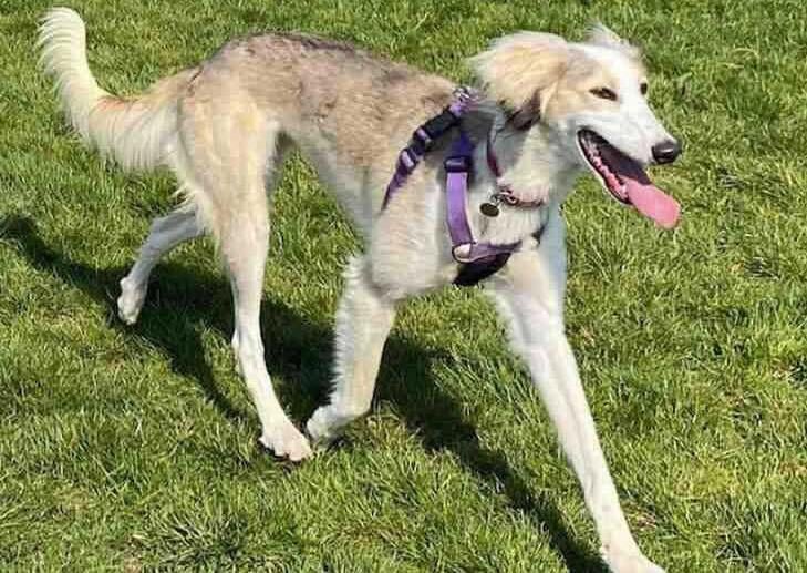 Eve (with the fluffy ears) and Dasher find themselves at Southridge and are looking for a home together. Eve is a shy girl which may have something to do with her being deaf but she is slowly starting to come out of her shell. They can not live with any small animals such as cats or rabbits and when out on walks as `sight hounds` they will be very interested in wildlife. A family unit with children of 14 years and older would be great for them. We`re looking for a quiet household as Eve can be timid. She very much relies on Dasher for confidence.