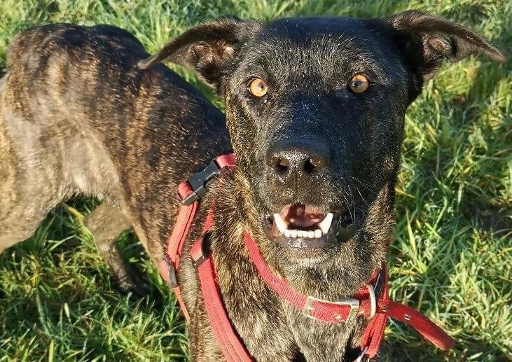 Say hello our lovely girl Huntess. She arrived into our care through no fault of her own and is looking for an experienced home to call her own. Huntess arrived slightly underweight so is taking a little while to get to her full size.