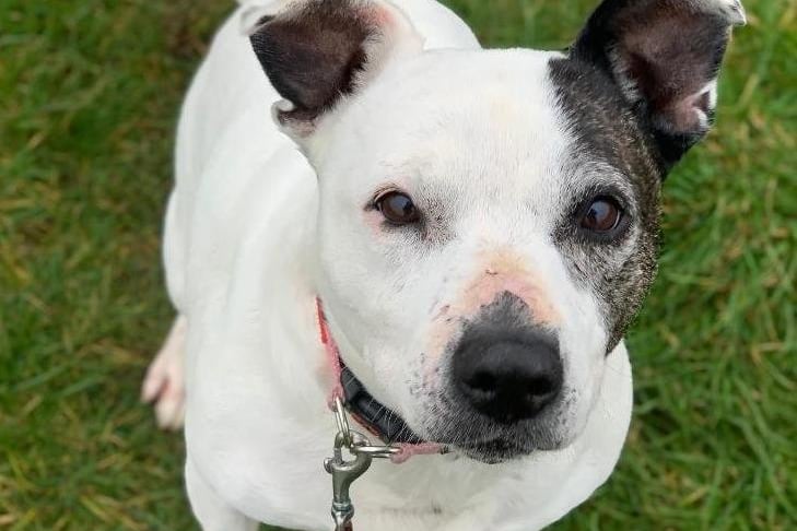 Jaydee is a sweet 11 year old Staffordshire Bull Terrier looking for her forever home.
he is a loving girl who adores fuss and affection and being around people. She loves to be all snuggled up and would make a lovely companion in the home.