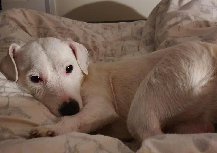 Pablo is a fun-loving 2 year old, terrier cross looking for his forever home where he will be a loving part of the family.
He is a sweet boy who loves to play and be active and enjoys with walks. Pablo likes to play so would love a home with a secure garden for him to explore and run around in. He does know some commands but would benefit from some basic training and also some socialisation around unfamiliar dogs.