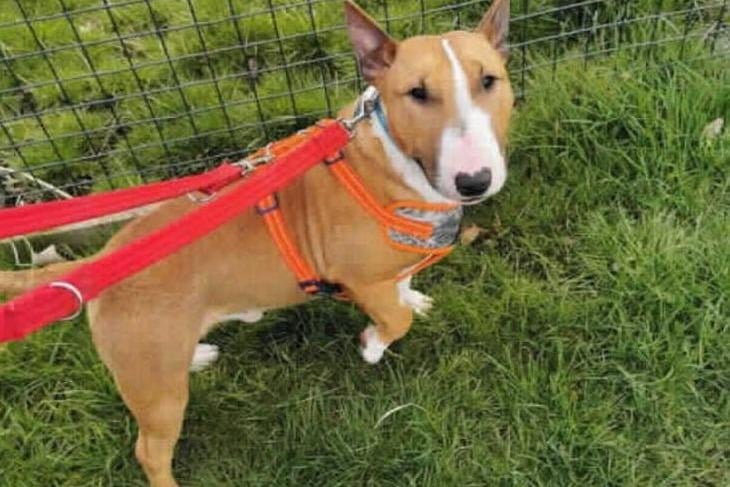 Pal is a super little dog with a huge character. He loves playing with his toys, going for long walks and getting lots of human attention. He absolutely lives for chasing his tennis ball and will literally chase it until his legs are wobbly and he unable to physically chase it any longer!