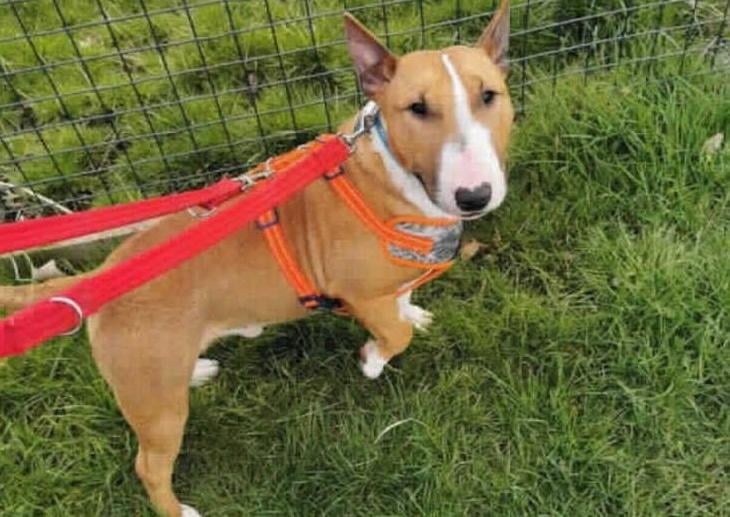 Pal is a super little dog with a huge character. He loves playing with his toys, going for long walks and getting lots of human attention. He absolutely lives for chasing his tennis ball and will literally chase it until his legs are wobbly and he unable to physically chase it any longer!