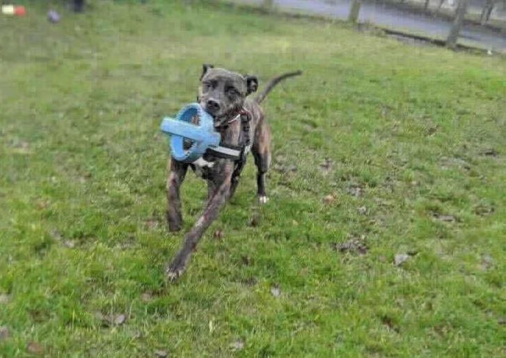 Our gorgeous Sebastian is looking for a fresh start with a kind, caring and committed adult family. He needs a home where he can live as the only pet. He is adorable with people and loves playing with toys, going for walks and having a good back scratch. He adores water and enjoys splashing around in it when given a chance