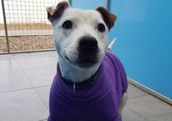 Skye is a loving 8 year old Staffordshire Bull Terrier looking for her forever home.
She is a very sweet and affectionate girl who loves fuss and having lots of cuddles. Skye loves her walks and is generally good on the lead. She can be rective towards some dogs so will need a home that is happy to help her with this. She loves her toys so would love a home with a spacious garden for her to play in.