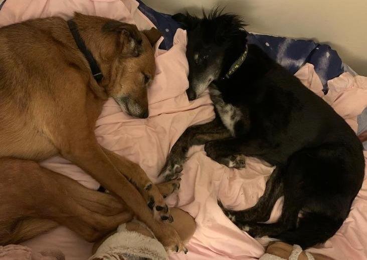 They are a sweet pair who love to be curled up next to you and have lots of cuddles and fuss. Daisy can be a little wary of men at times but is growing well in confidence, so would like a patient home who are happy to help her with this. They both love their walks and they are good on the lead.