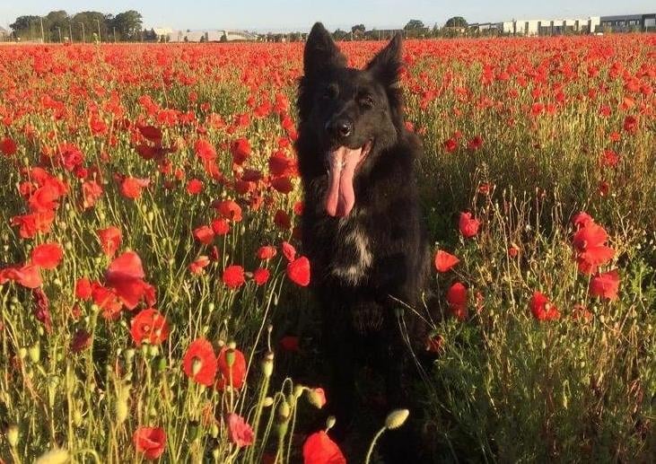 This big black beauty is Shadow. She is 3 years old and her absolute favourite thing is to play a good game of fetch. Shadow lives with a foster family who have been working very hard on her training. She is very calm, and well behaved in the home, and respectful of the resident cats who she views as her pack!