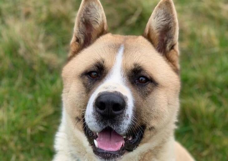 Skip is a sweet boy who loves lots of fuss and attention and adores people. He has had a difficult start to life so is looking for a home where he can build a strong bond with his new family. He does love his walks but he can be strong on the lead so will need some continued training to help with his lead work. Skip knows his basic commands but would benefit from further training and socialisation.
