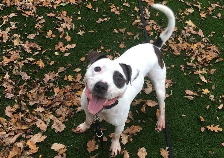 He is a loving boy who adores being with people and being all cuddled. He is currently in a foster home where is is enjoying being showered with fuss and attention. Louie is a fun loving boy who loves to play and go on walks. He is generally good on the lead but can pull a little at times. He would love a home with a spacious garden for him to play and explore in.