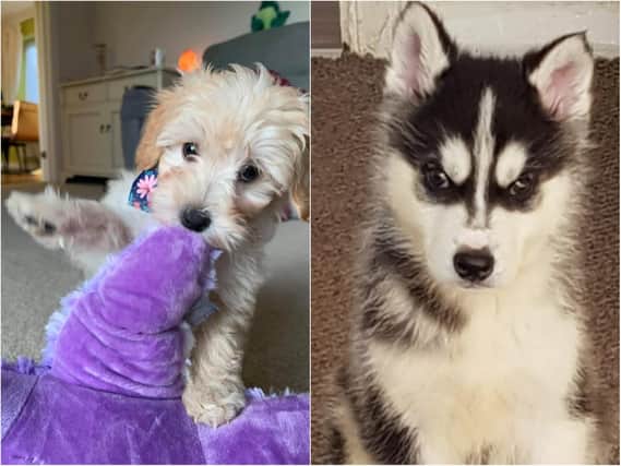Readers share throwback pictures of their dogs when they were puppies.